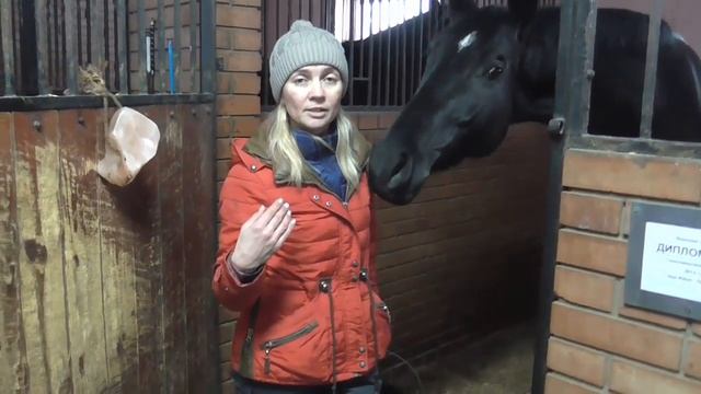 Поение лошадиПоение лошади смотреть онлайн