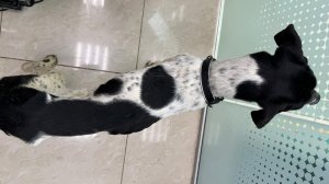 ЖИВОЙ СКЕЛЕТ | Спасение собаки Оскара