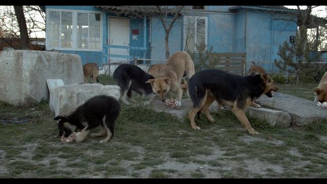 Feeding hungry homeless dogs смотреть онлайн