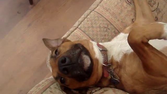 waking up dog смотреть онлайн