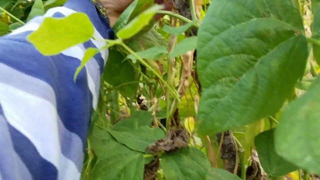 Осенный вечер бедного Грузина.фасоль,виноград,помидоры и самый поздний сорт персиков. смотреть онлайн