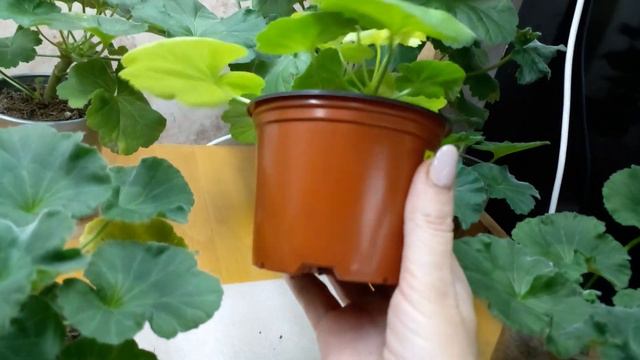 Пеларгонии: живут, растут и весну ждут смотреть онлайн