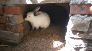 Содержание кроликов в яме часть 4