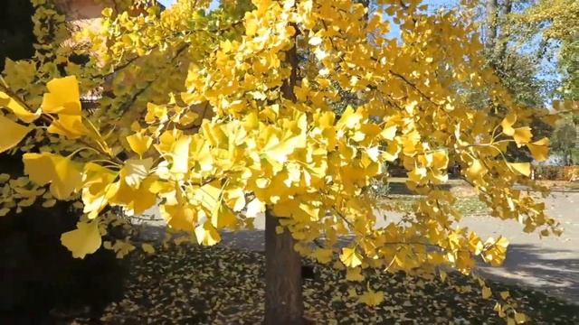 Ginkgo biloba jinan dvoulaločný смотреть онлайн