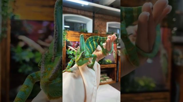 Каким людям нельзя заводить рептилий? #ящерица #рептилии #животные смотреть онлайн