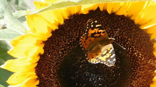 Peaceful Relaxing Instrumental Music | Meditation Calm Music | "Butterfly" | Sleep Easy Canada смотреть онлайн