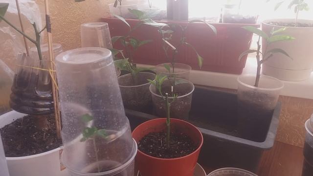 Результат прививки мандарина почкой, с веток магазинных плодов. смотреть онлайн