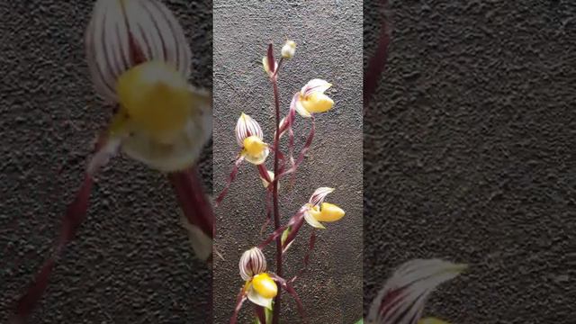 Paphiopedilum Philippinensis Endemic Orchids Available With Tinda Leyteño In Shopee