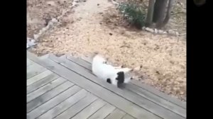 коза упала в обморок