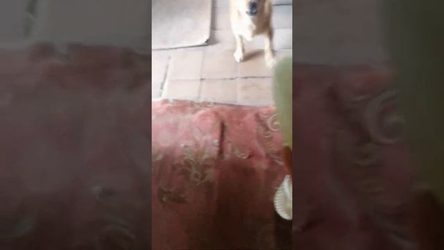 Собака испугалась кобачка???? смотреть онлайн