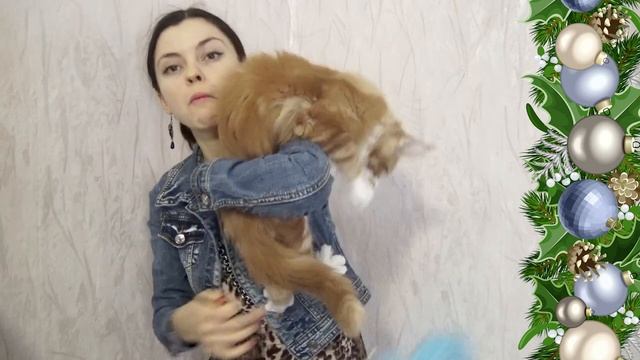 ЛИРИКУМ Жрец Мудрец не хочет играть:) огромный котенок мейн-кун 3 месяца смотреть онлайн