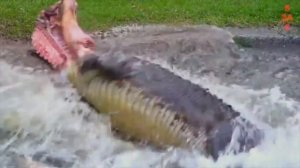 Хищники в деле, крокодил напал на льва. Самые эпичные битвы диких животных за "5 минут"