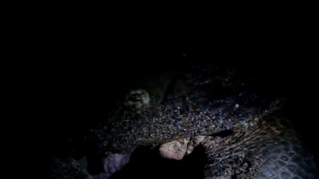 Черепаха откладывает яйца