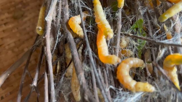 Как делают шелковую нить и Шелк Камбоджа 2022 How silk thread and silk are made Cambodia 2022 смотреть онлайн