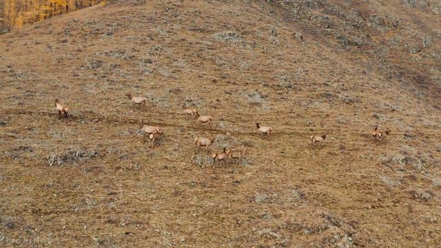 Осень в Сибири смотреть онлайн