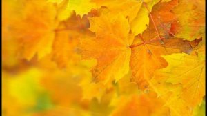 группа Восток - Танец желтых листьев