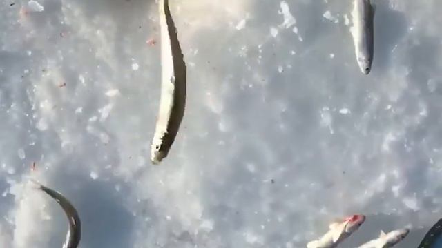 Вот это Рыбалка!!! Корюшка 2018🐟 смотреть онлайн