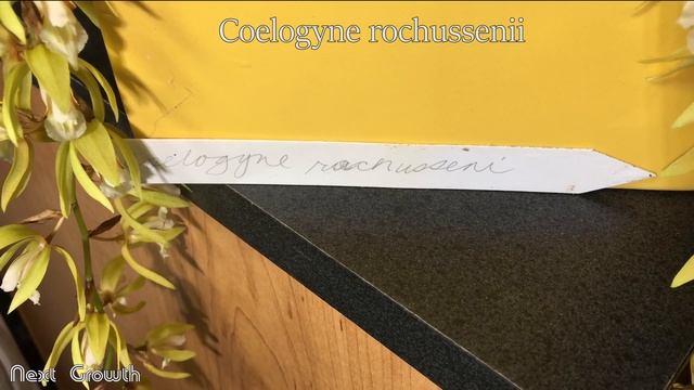 Coelogyne Rochussenii - The Most Disgusting Orchid