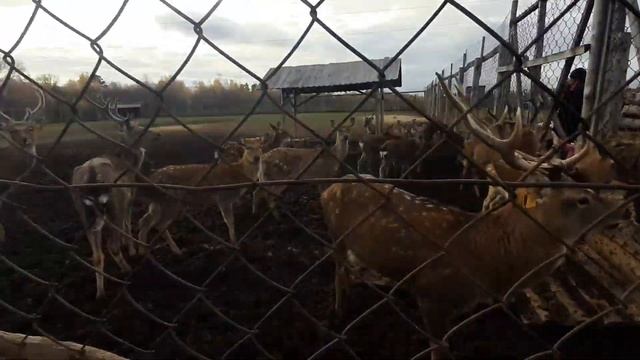 Добрянка - дивное место рядом с Ижевском. Болгуры, Удмуртия смотреть онлайн