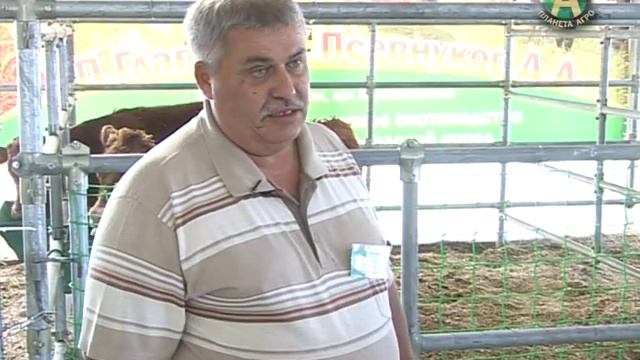 #ПланетаАгро Коровы лимузинской породы от фермеров Псевнуковых. смотреть онлайн