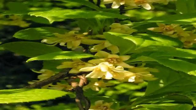 100 viable seeds of Schisandra chinensis Magnolia Vine five flavor berry смотреть онлайн