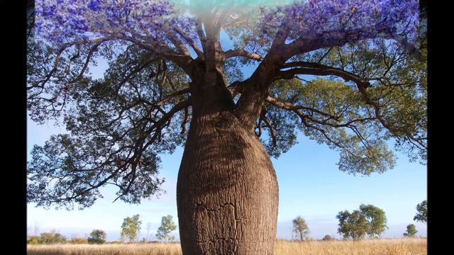 Изумительные и редкие деревья смотреть онлайн