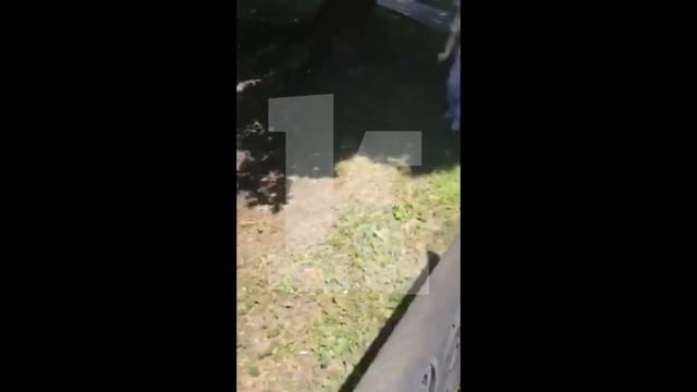 На ул. Гагарина автомобилисты перегородили дорогу, чтобы спасти утят смотреть онлайн