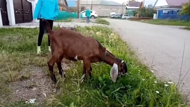 Англо-нубийский козлик, или почему у нас появился козел? смотреть онлайн