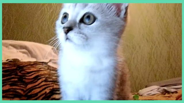Котик любит YouTube? Малыш Сеня смотреть онлайн