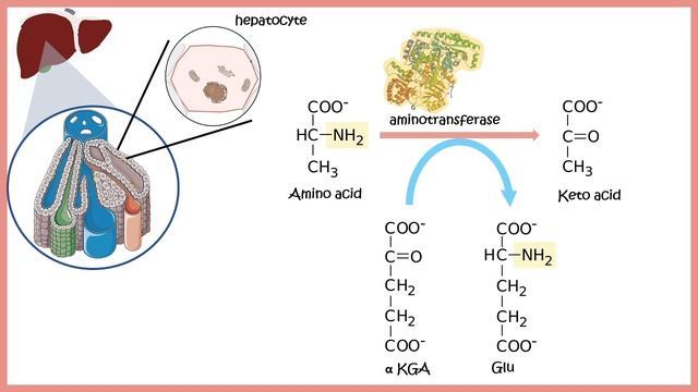 Amino acid catabolism (Transamination _ Deamination _ Urea cycle).mp4 смотреть онлайн