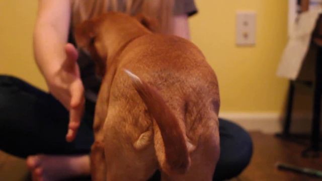 Dog Stretches смотреть онлайн