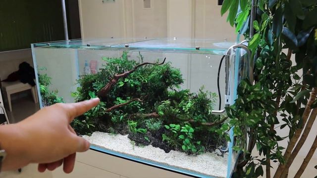 ADA Aquascaped Aquarium in a Japan Clinic - AQUA REVUE смотреть онлайн
