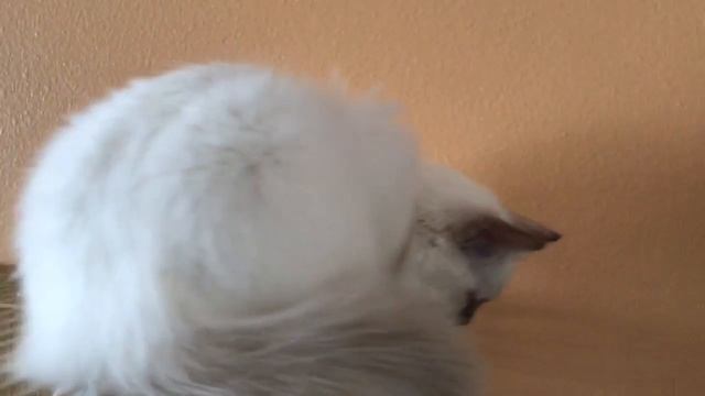 Ragdoll kitten - котёнок рэгдолл наблюдает за попугаями сверху смотреть онлайн