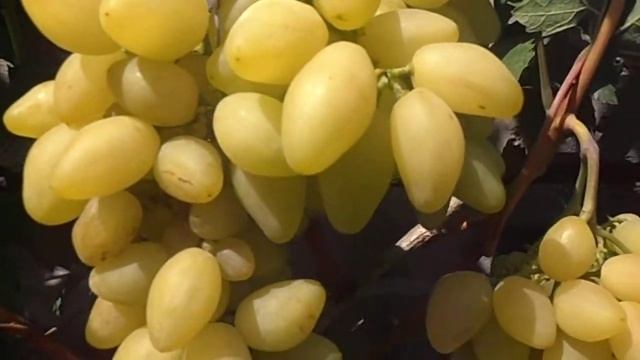 Виноград Вернисаж смотреть онлайн
