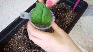 Размножение стрептокарпуса! Как укоренить фрагмент листа?