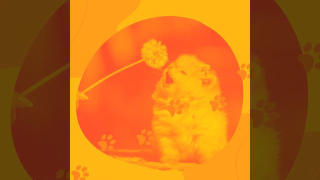 Созерцая (Собаки) смотреть онлайн