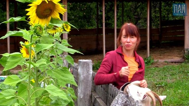 Из Москвы в псковскую деревню смотреть онлайн