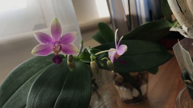 More buds are coming... смотреть онлайн