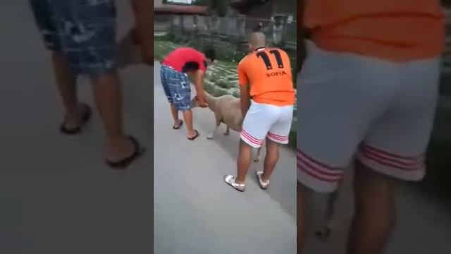 Овцете заминаха смотреть онлайн