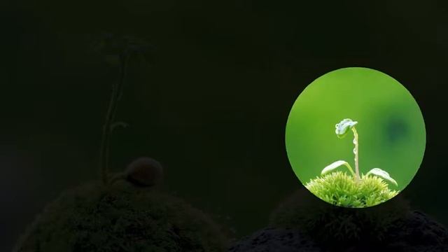 Oprolla Spotlight Presentation Remotes H100 смотреть онлайн