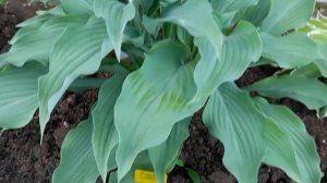 #дизайнсада #хосты / Хосты гиганты в хостарии.