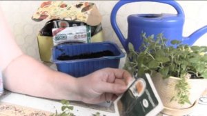 Агератум посев уход размножение