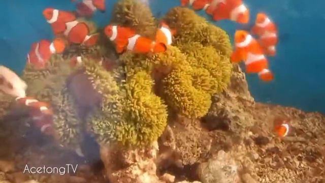 25 clownfish to new Green Giant Carpet Anemone- Nemo- Saltwater Aquarium- fowlr Tank- reef tank смотреть онлайн