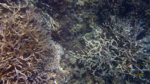 great barrier reef
