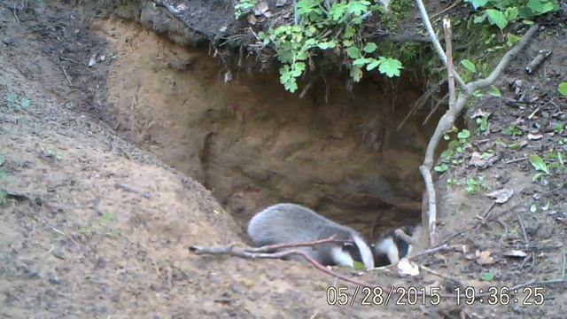 Барсуки. В этом году появились на свет четыре барсучонка-1 смотреть онлайн