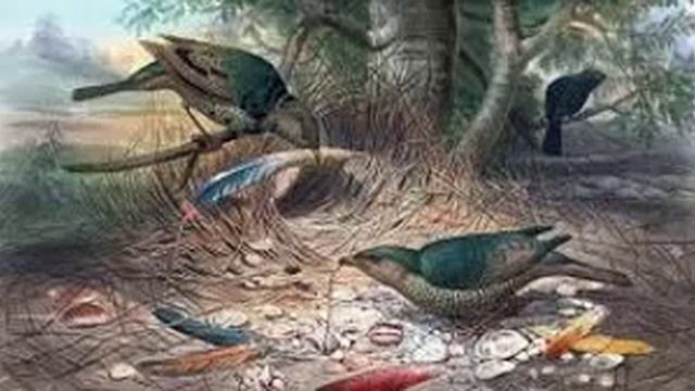 Birds - Volume One Number Six, June 1897: The Loggerhead Shrike смотреть онлайн