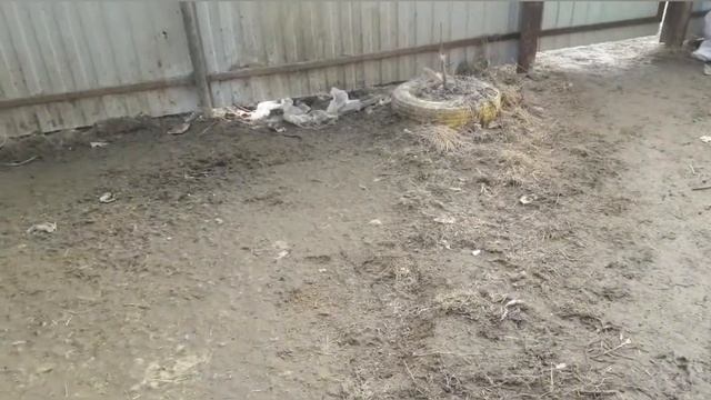 Наши маленькие телята. Выпаиваем телят! Пора делать субботник в ограде и огороде смотреть онлайн