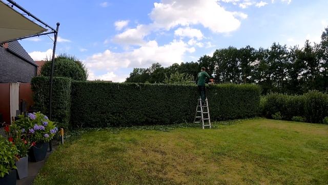 Trimming Privet hedge смотреть онлайн