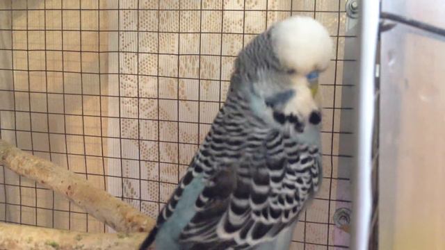 Выставочный волнистый попугай (ЧЕХ) питомник king-parrot.ru смотреть онлайн