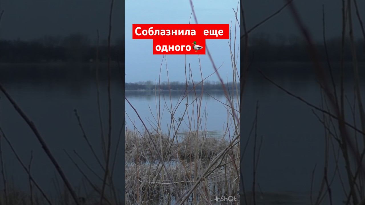 У него не было шансов #охота #охотанауток #охотанагуся #shortvideo #maxhunter #весенняяохота смотреть онлайн